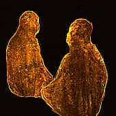 "Электрофилия"