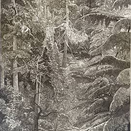 В ЕЛОВОМ ЛЕСУ