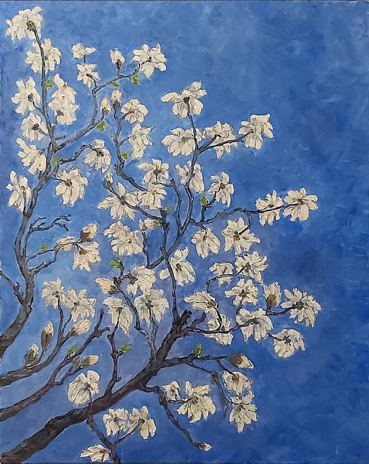 Цветущие ветки магнолии. Москва, Аптекарский огород