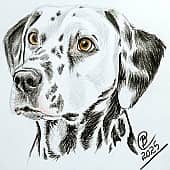 Долматинец