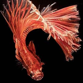 Красная рыба