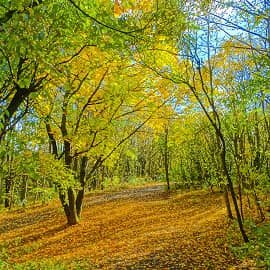 Рассыпала осень золота без меры.