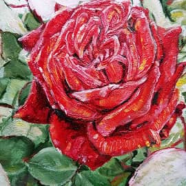 Красная роза