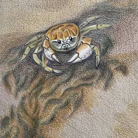 Фукуок. Песочный краб.