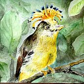 Амазонский венценосный