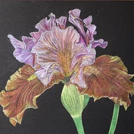 Ирис прекрасный