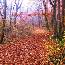 Осенний лес.