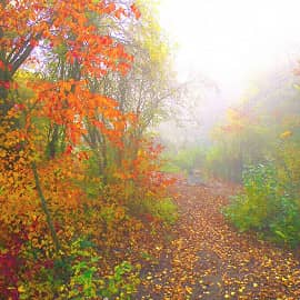 туман, осень