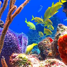 Подводный мир 001