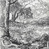 В тени деревьев