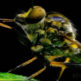 Мыть лапки и обедать