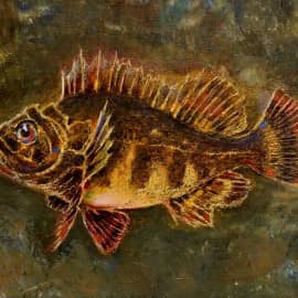 Морской ерш