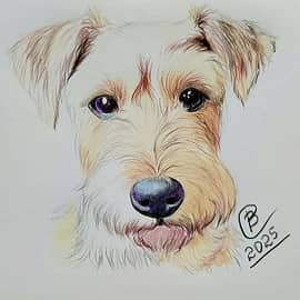 Вельш-терьер