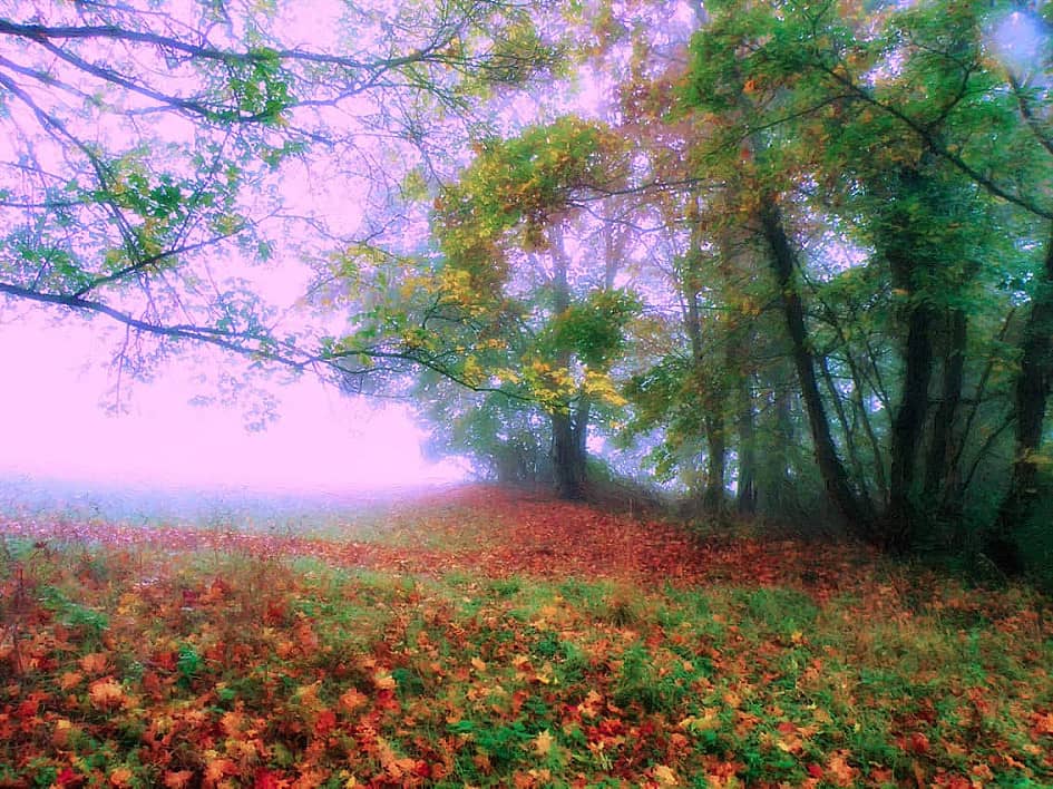 Сиреневый туман.