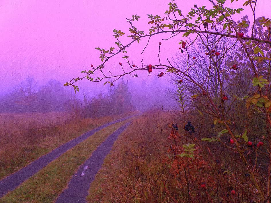 Ягоды в тумане.