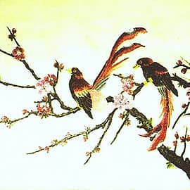 Райские птицы