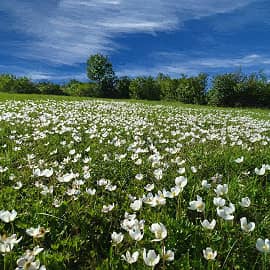 Цветочная поляна.