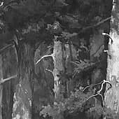 Сосновая роща (1), художник Елена Сергеевна