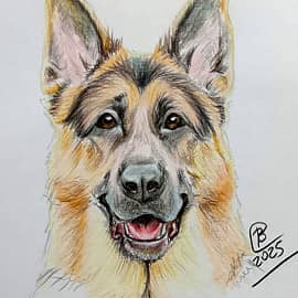 Немецкая овчарка