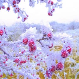 Зимние ягоды-2