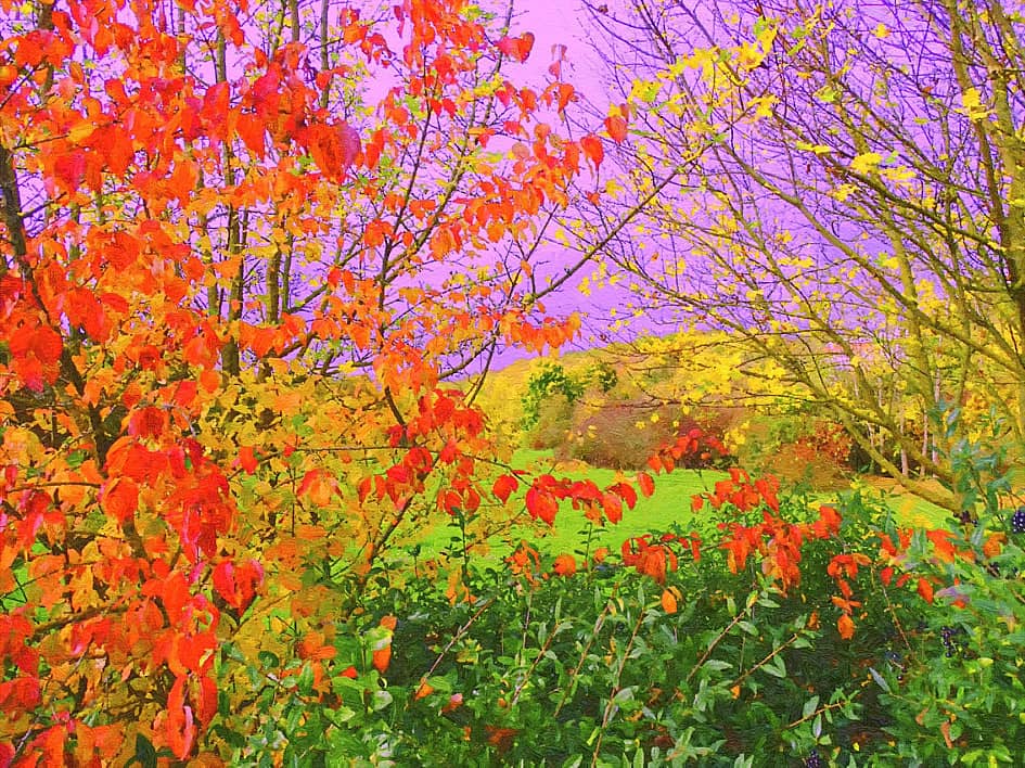 Осенние краски.