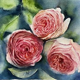 Садовые розы