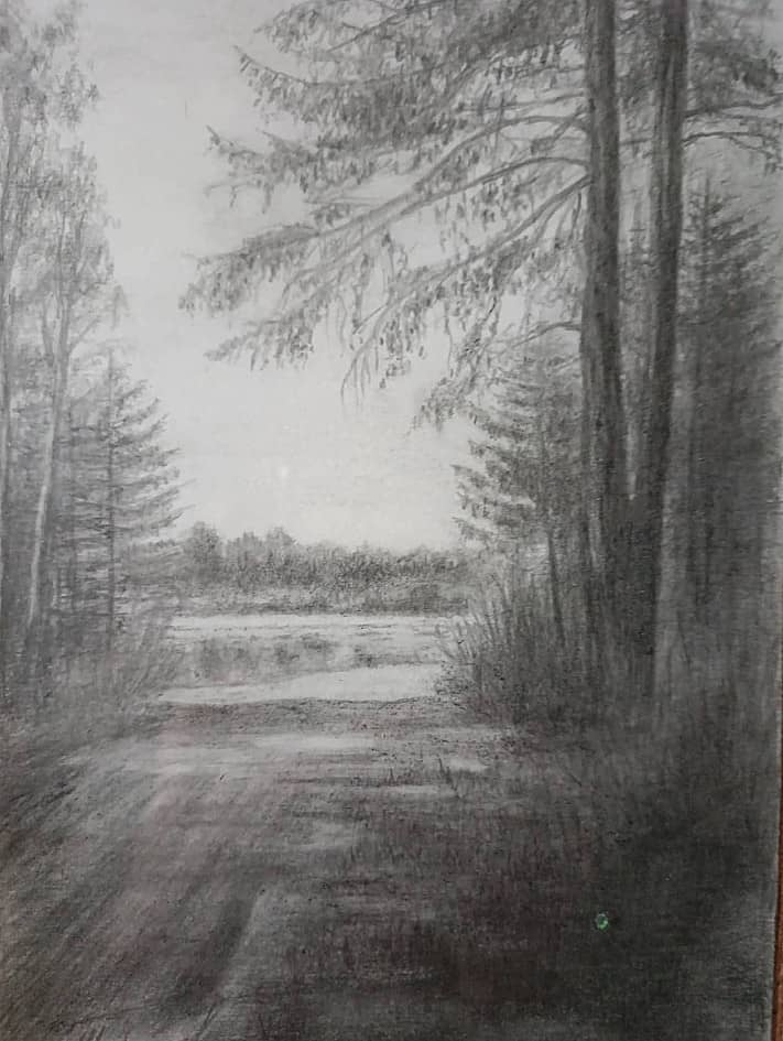 Старые лиственницы