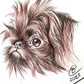 Бельгийский Гриффон