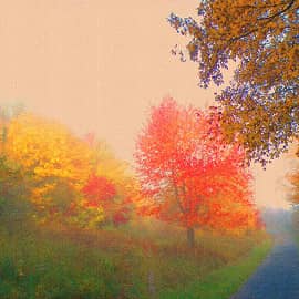 подсвеченные солнцем