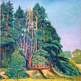 Опушка соснового леса.