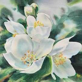 "Жасминовый цвет"