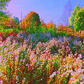 Осенние цветы.