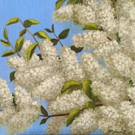 Черемуха под окном.