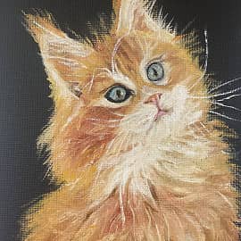 Рыжий котик