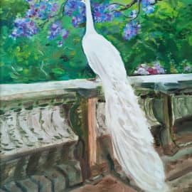 Белый павлин