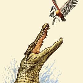 Крокодил и якана.