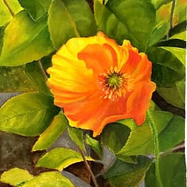 Солнечный мак