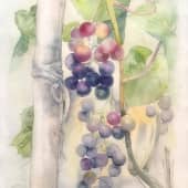 Кислый виноград