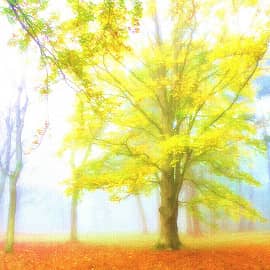 не все листья ещё облетели