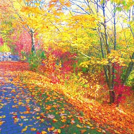 по опавшим листьям