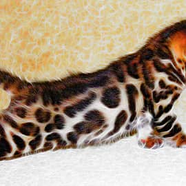 Первые шаги