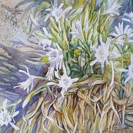 Асусена дель мар - морской нарцисс