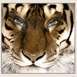 Человеческим взглядом