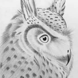 Ушастая сова