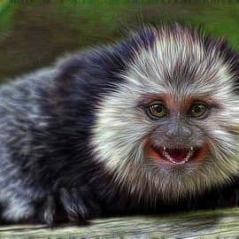 Мармозетка