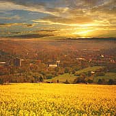 Золотое поле.