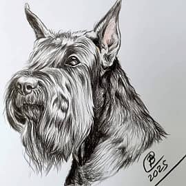 Ризеншнауцер