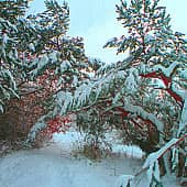 В дремучем лесу.