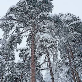 Зимний пейзаж 0103