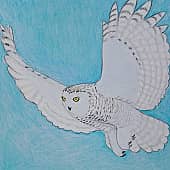 Полярная сова